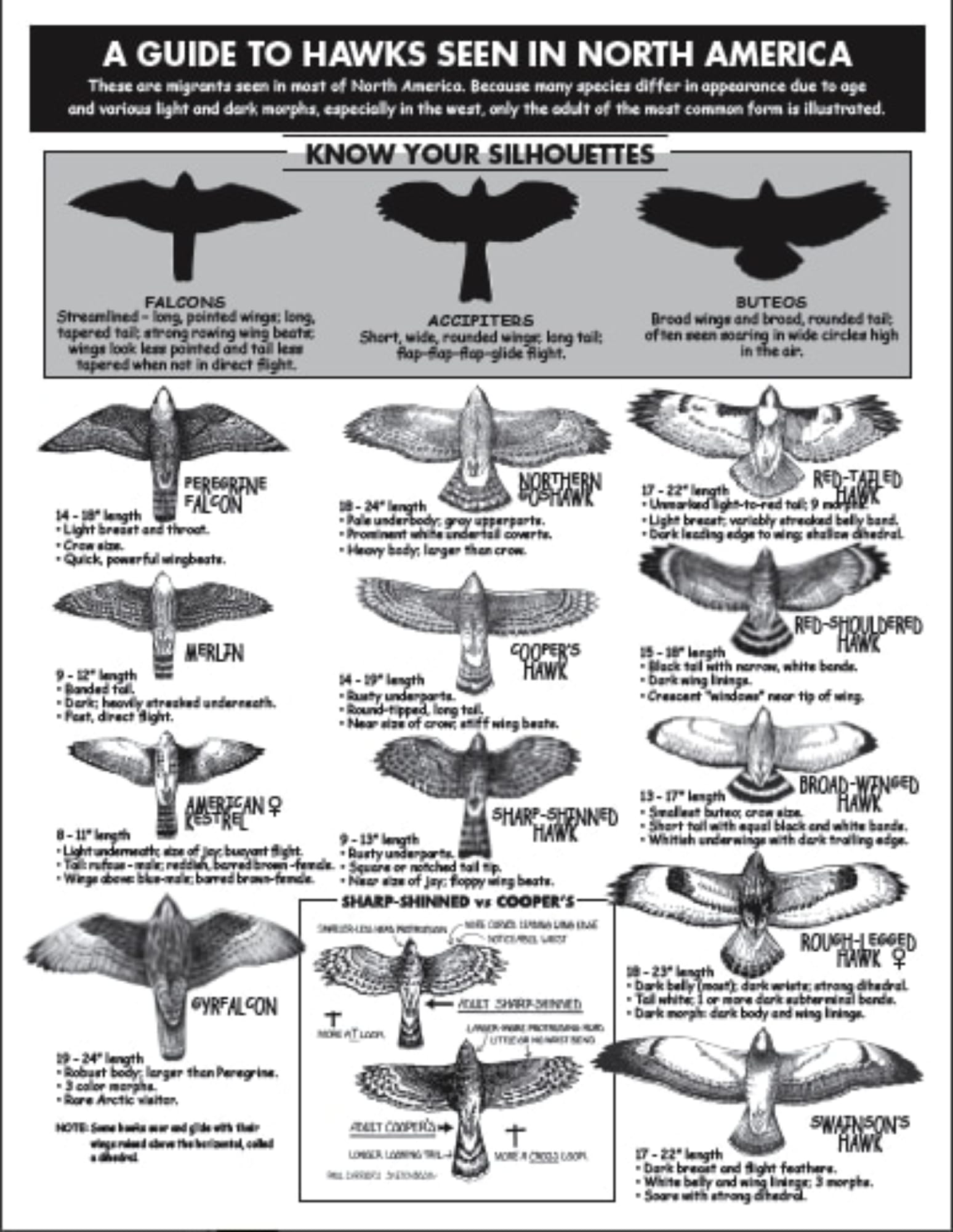 Silhouette Guide